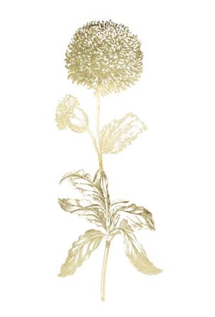 Gold Foil Singular Beauty II by Vision Studio art print