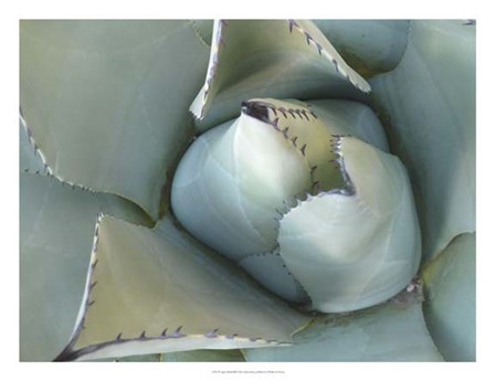 Agave Detail III by Alison Jerry art print