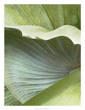 Banana Leaf I by Alison Jerry art print