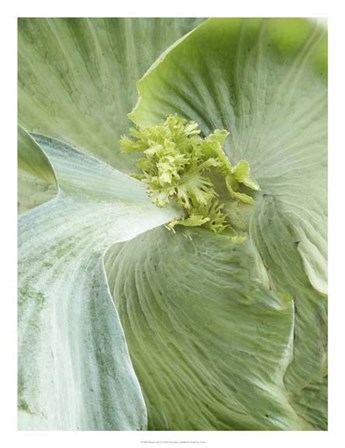 Banana Leaf II by Alison Jerry art print