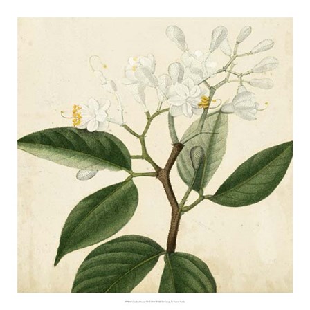 Garden Bounty VI by Vision Studio art print