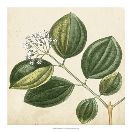 Garden Bounty VII by Vision Studio art print