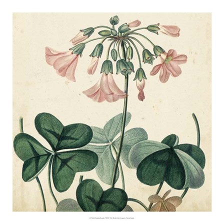 Garden Bounty VIII by Vision Studio art print