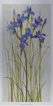 Iris Patch I by Timothy O&#39;Toole art print