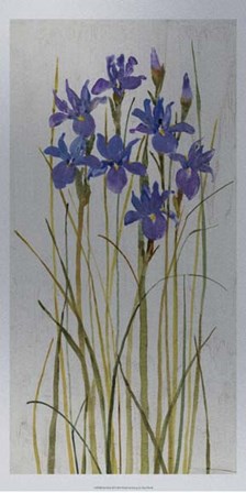 Iris Patch II by Timothy O&#39;Toole art print