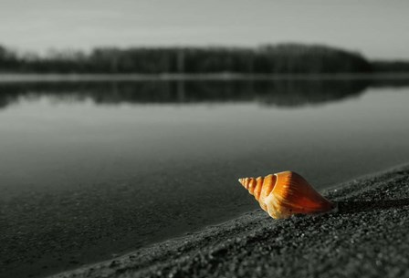 Pop of Color Orange Shell by Color Me Happy art print
