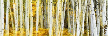 Double Xxposure Aspen Grove, Grand Teton National Park, Wyoming by Panoramic Images art print