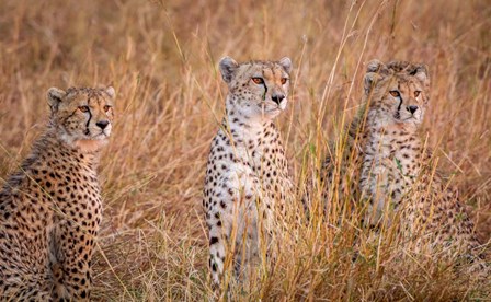 Cheetah Alpine Glow by Jeffrey C. Sink art print
