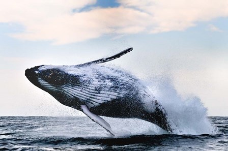 Breach by Alexander Safonov art print