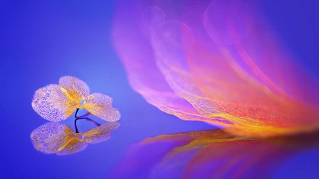 Dream by Sophie Pan art print