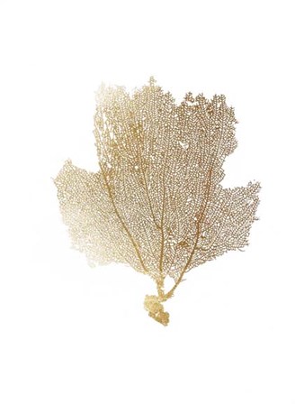 Gold Foil Sea Fan II by Vision Studio art print