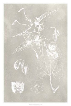 Botanical Schematic I by Vision Studio art print