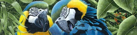 Blue &amp; Yellow Macaws by Durwood Coffey art print