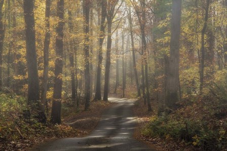 Foggy Forest by Galloimages Online art print