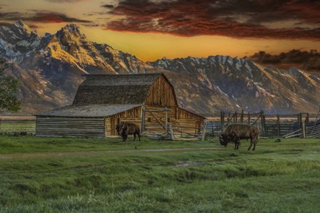 Moulton Barn At Sunrise With Bison by Galloimages Online art print