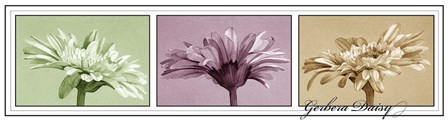 Gerbera Balance by Kory fluckiger art print