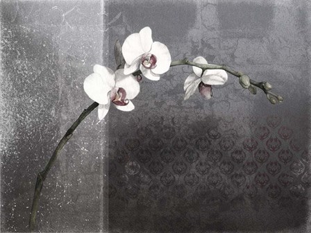 Phalaenopsis Right by Kory fluckiger art print