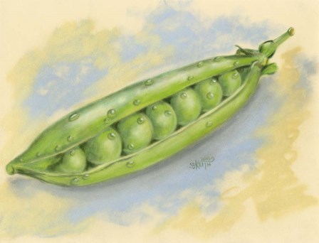 Sugar Snap Peas by Barbara Keith art print