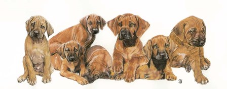 Rhodisian Ridgeback Puppies by Barbara Keith art print