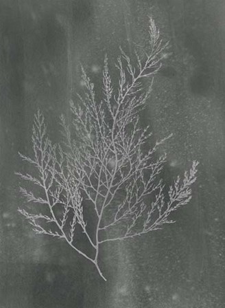 Silver Foil Algae II on Black Wash by Jennifer Goldberger art print