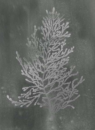 Silver Foil Algae IV on Black Wash by Jennifer Goldberger art print
