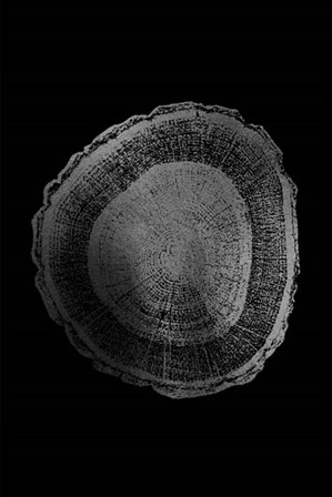 Silver Foil Tree Ring I on Black by Vision Studio art print