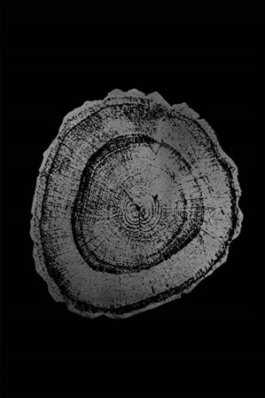 Silver Foil Tree Ring III on Black by Vision Studio art print
