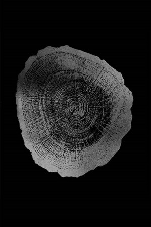 Silver Foil Tree Ring IV on Black by Vision Studio art print