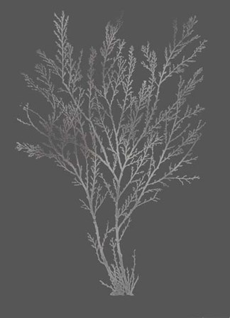 Silver Foil Algae I on Dark Grey by Jennifer Goldberger art print