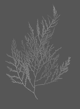 Silver Foil Algae II on Dark Gray by Jennifer Goldberger art print