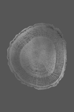 Silver Foil Tree Ring I on Dark Grey by Vision Studio art print