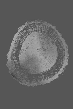 Silver Foil Tree Ring II on Dark Grey by Vision Studio art print