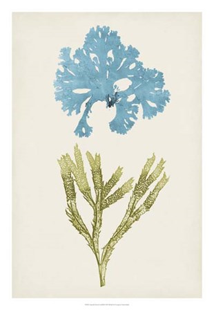 Aqua &amp; Citron Coral III by Vision Studio art print
