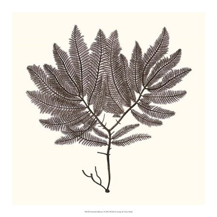 Seaweed Collection I by Vision Studio art print