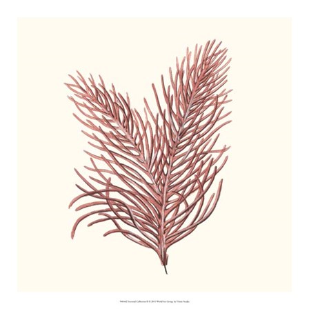 Seaweed Collection II by Vision Studio art print