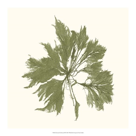 Seaweed Collection III by Vision Studio art print