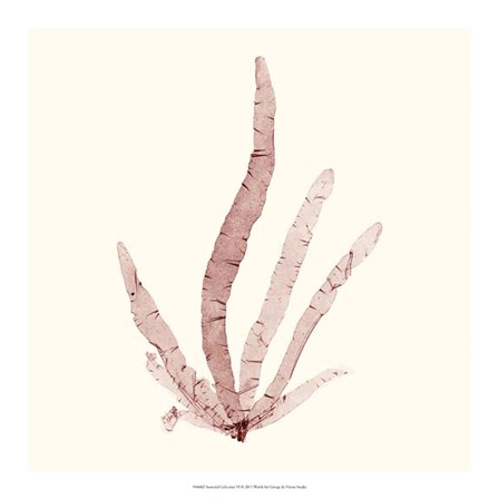Seaweed Collection VI by Vision Studio art print