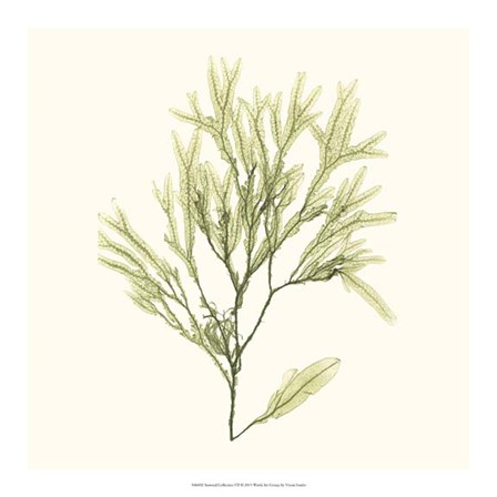 Seaweed Collection VII by Vision Studio art print
