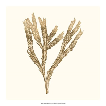 Seaweed Collection VIII by Vision Studio art print