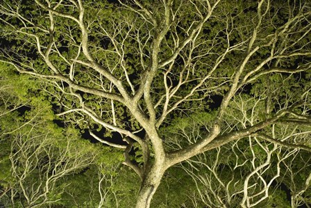 Costa Rica Tree Color 2 by Moises Levy art print