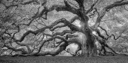 Tree Of Light BW FL by Moises Levy art print