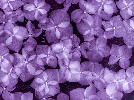 Flores Congeladas 200 by Moises Levy art print