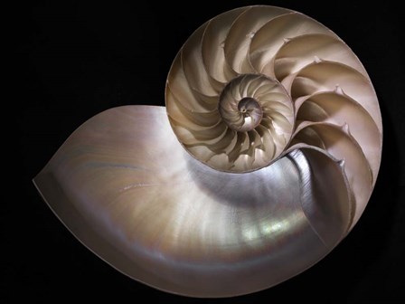 Nautilus 3 by Moises Levy art print
