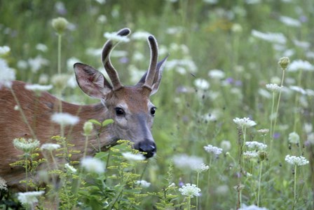 Young Buck by Robert Goldwitz art print