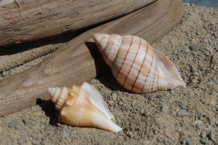 Two Shells Driftwood by Robert Goldwitz art print