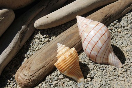 Bright Two Shells Driftwood by Robert Goldwitz art print