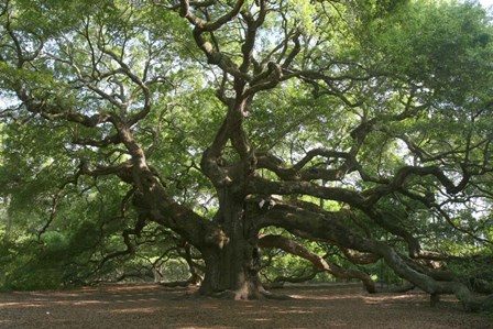 Angel Oak 9098 by Robert Goldwitz art print