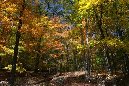 Autumn Clearing by Robert Goldwitz art print