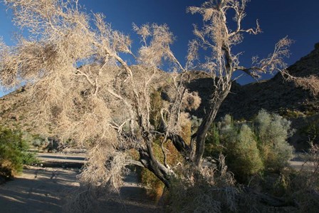 Desert Brilliance by Robert Goldwitz art print