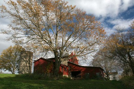 Early Spring Tree Barn by Robert Goldwitz art print